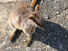 CairnsTC111 Granite Gorge